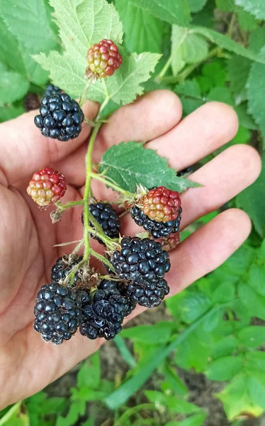 Menschliche Palme Hält Zweige Mit Reifen Brombeeren Reife Brombeeren Zweig — Stockfoto