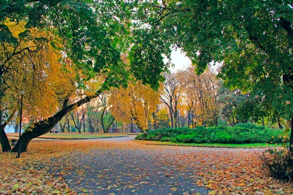 Jesienny Park Ścieżką Promenady Dużymi Drzewami Żółtych Zielonych Liściach Jesienny — Zdjęcie stockowe