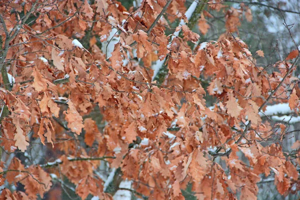 Hojas Secas Roble Cubiertas Nieve Rama Árbol Otoño Llega Bosque —  Fotos de Stock