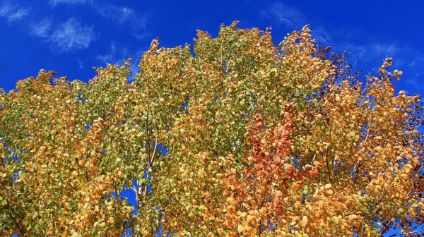 Rode Gele Bladeren Van Asperges Ritselen Herfst Boom Het Bos — Stockfoto