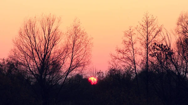 Dunkler Sonnenuntergang Über Den Bäumen Mit Karminrotem Himmel Scharlachroter Niedergang — Stockfoto