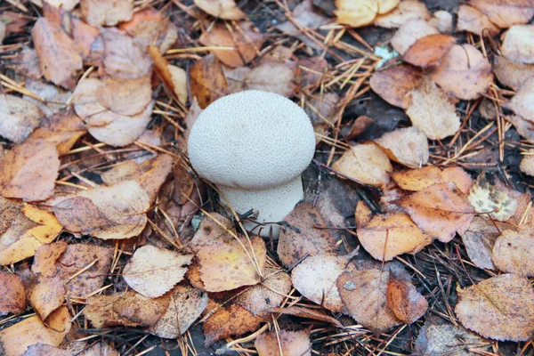 Seta Blanca Lycoperdon Creciendo Entre Hojas Secas Caídas Bosque Champiñones — Foto de Stock