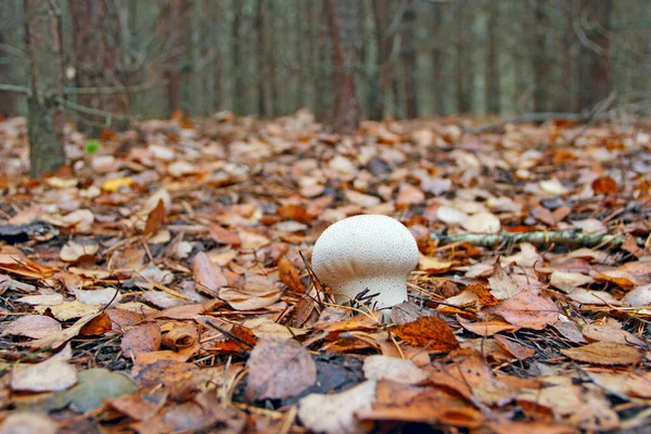 White Mushroom Lycoperdon Growing Dry Fallen Leaves Forest Mushroom Wood — Stock Photo, Image
