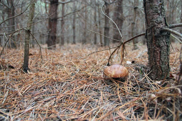 Beautiful Mushroom Suillus Growing Coniferous Forest Beautiful Mushroom Suillus Luteus — Stock Photo, Image