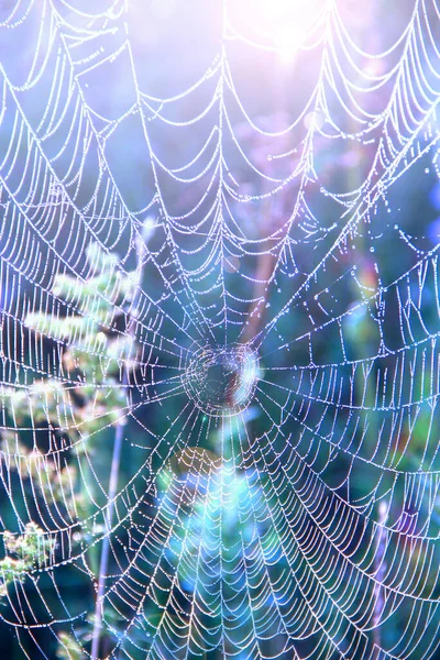 Nasses Spinnennetz Auf Astnähe Mit Tautropfen Spinnenhaus Natürliche Textur Vor — Stockfoto