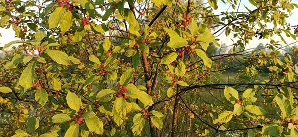 带有未成熟和红色浆果的金银花枝条 Frangula Alnus水果 — 图库照片