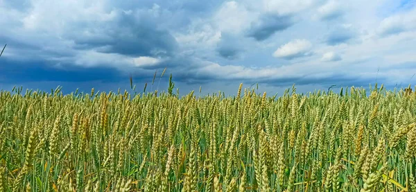 Summer panorama with grain field and rain clouds. Dark clouds over field of rye. Wonderful summer landscape with field and sky. Thunderclouds over the field