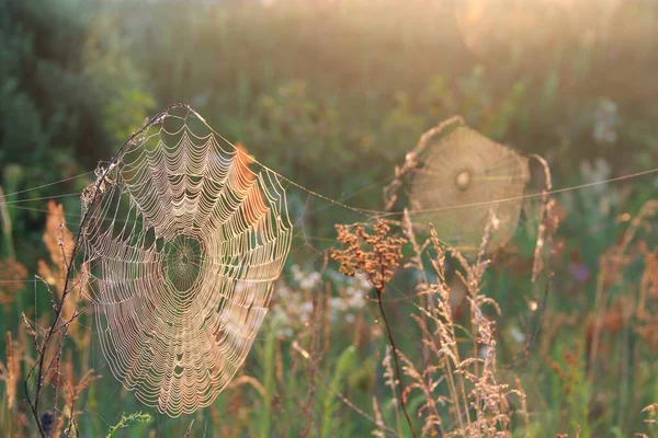 用露珠把蜘蛛的网浸透在树枝上 蜘蛛的家太阳升起前的自然质感 有水滴的蜘蛛网 — 图库照片