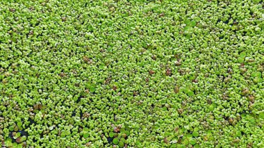 Texture from Common Duckweed on water. Natural green texture. Lemna perpusilla Torrey. Green leaf Duckweed. Natural background. Green leaves of plant. Aquatic plant on water. Natural pattern clipart