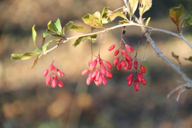 Olgun kızılcık böğürtlenleri dalda asılı. Yabanmersini. Ormanda kırmızı kızılcık böğürtlenleri yetişir. Tıbbî meyveler. Cornus mas 'ın olgun meyveleri. Vahşi Cornelian kirazı ormanda yetişiyor. Avrupa korneli