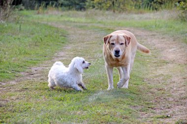 Multi-Poo köpeği yaşlı bir Labrador Retriever 'la flört ediyor. Köpek oyunları. Doğada yürüyen köpekler. Maltese köpeği dışarıda Labrador Retriever ile oynuyor. Aile hayvanları. Yaz tarlasında oynayan köpekler