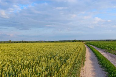 Güzel yaz kırsal manzarası. Toprak yolu ve bulutlu gökyüzü olan yeşil yaz manzarası. Kırsal yol. Yazın kırsal alanda panorama. Mevsime özel