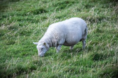 İskoçya, Shetland Adaları, güzel görünümünü Adası Shetland koyun