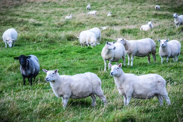 島シェトランド羊のスコットランド シェトランド諸島 美しいビュー — ストック写真