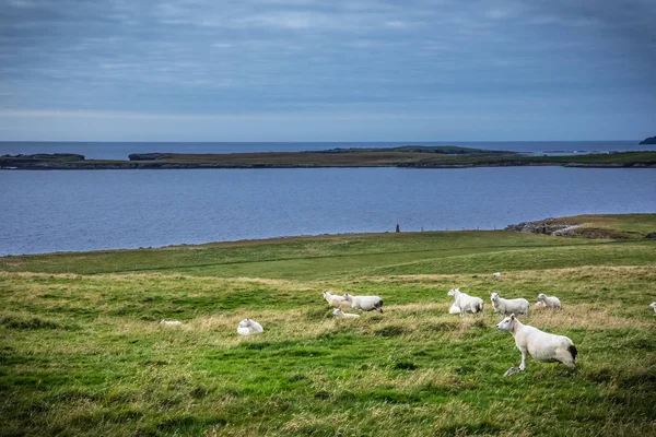 Scozia Isole Shetland Bella Vista Dell Isola Shetland Pecore — Foto Stock