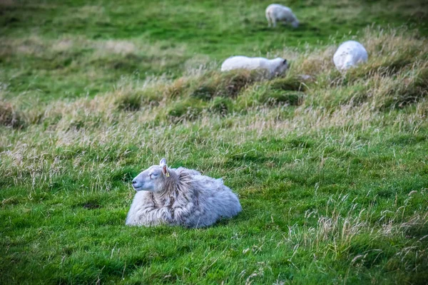 Skotsko Shetlandy Krásný Pohled Ovce Shetland Island — Stock fotografie