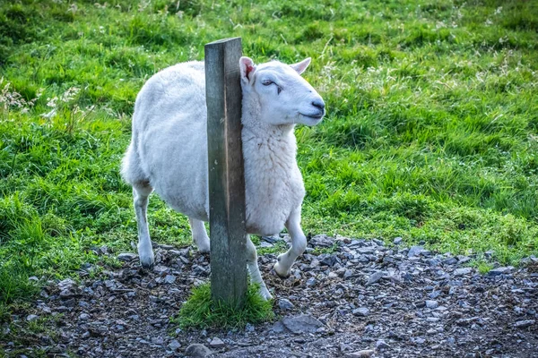 苏格兰 兰地群岛 美丽的岛屿兰羊的景色 — 图库照片