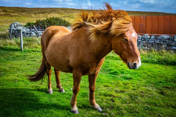 Highland Коня Шотландії Шетландських Сполучені Штати Америки — стокове фото