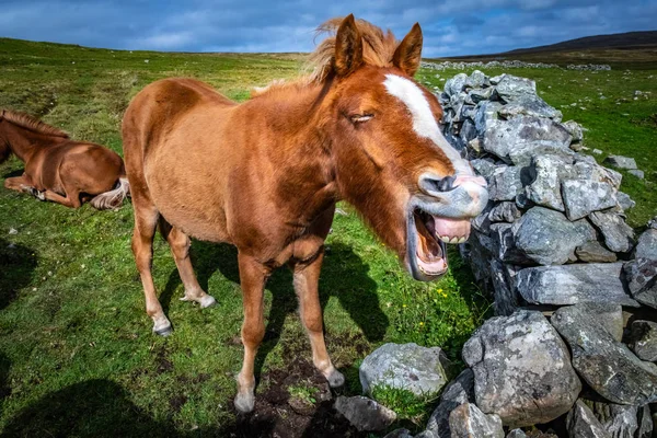 Ορεινή Άλογο Στην Σκωτία Σέτλαντ Ηνωμένο Βασίλειο — Φωτογραφία Αρχείου