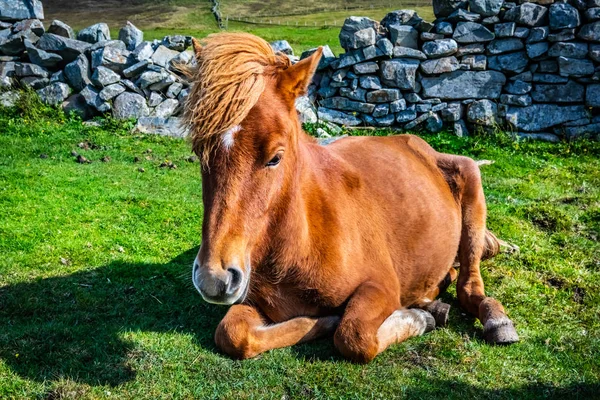 Highland Коня Шотландії Шетландських Сполучені Штати Америки — стокове фото