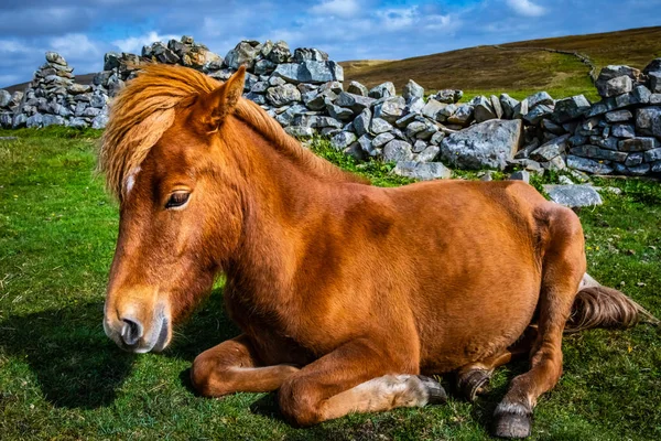 Caballo Montañés Escocia Islas Shetland Reino Unido —  Fotos de Stock