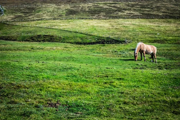 Cavalo Das Terras Altas Escócia Shetland Islands Reino Unido — Fotografia de Stock