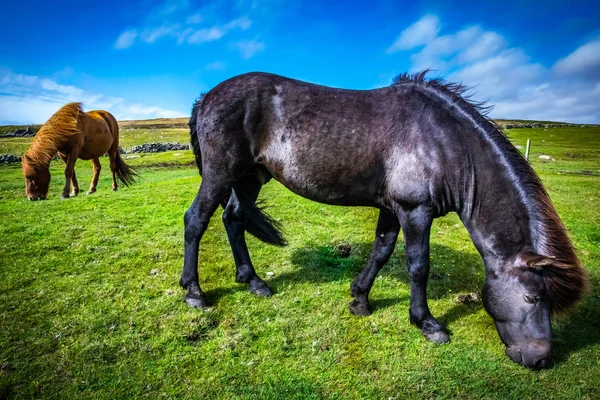 Caballo Montañés Escocia Islas Shetland Reino Unido —  Fotos de Stock