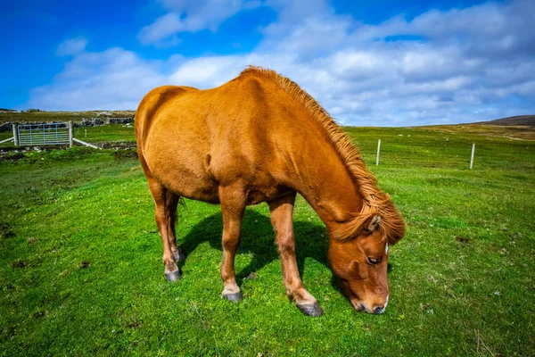Skoçya Shetland Adaları Birleşik Krallık Yayla — Stok fotoğraf