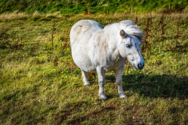 Shetland Pony Scotland Shetland Islands Reino Unido — Fotografia de Stock