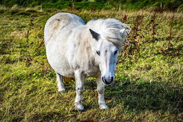 Πόνι Shetland Νησιά Σέτλαντ Σκωτία Ηνωμένο Βασίλειο — Φωτογραφία Αρχείου