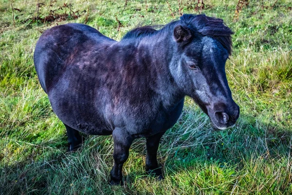 Kuc Szetlandzki Szkocji Szetlandy Wielka Brytania — Zdjęcie stockowe