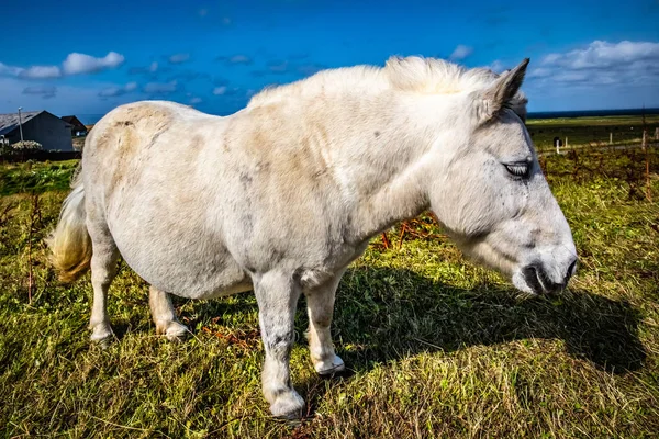 Shetland Pony Escocia Islas Shetland Reino Unido —  Fotos de Stock