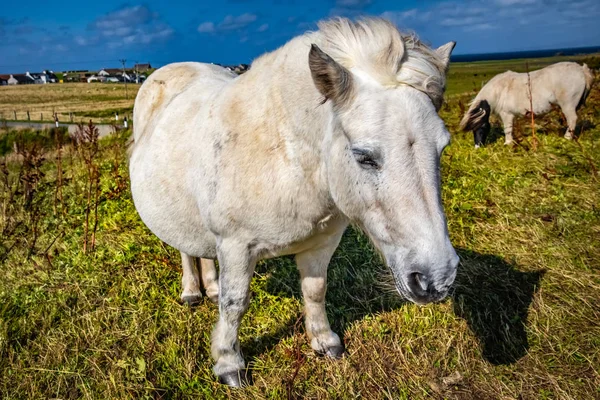 Shetland Pony Escocia Islas Shetland Reino Unido —  Fotos de Stock