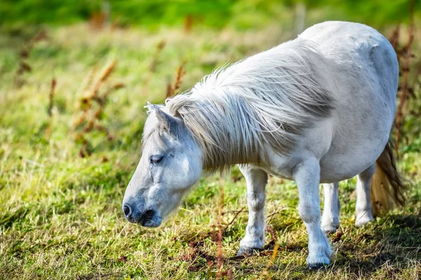 Midilli Skoçya Shetland Adaları Ngiltere — Stok fotoğraf