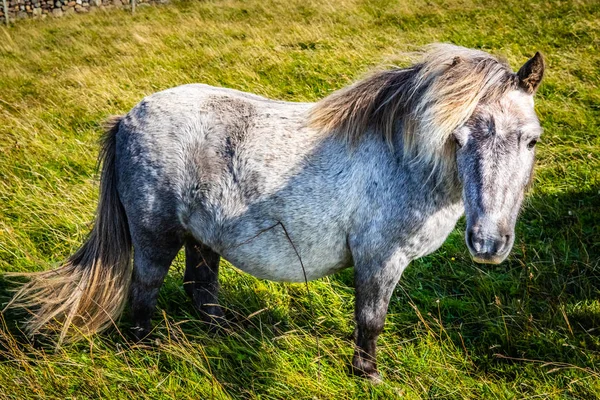 Shetland Pony Scotland Shetland Islands Reino Unido — Fotografia de Stock