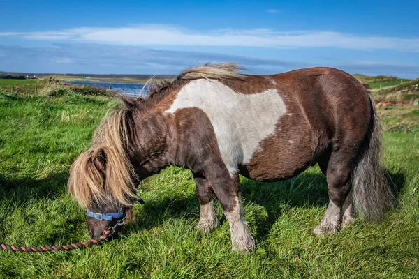 Πολύ Δημοφιλής Πόνι Shetland Κάλτσες Pony Χορού Πόνυ Από Εμπορική — Φωτογραφία Αρχείου