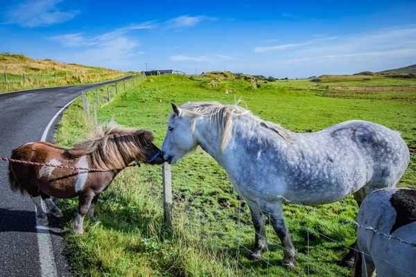 Πολύ Δημοφιλής Πόνι Shetland Κάλτσες Pony Χορού Πόνυ Από Εμπορική — Φωτογραφία Αρχείου