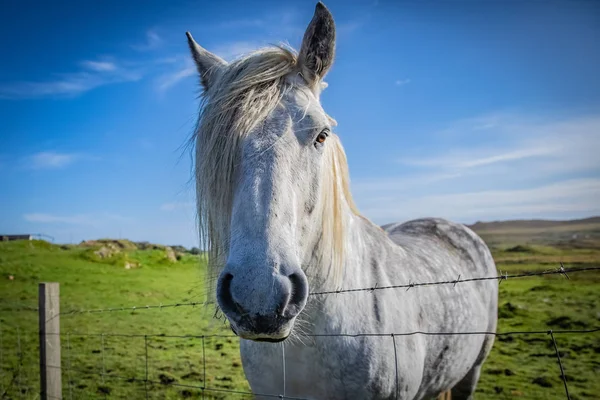 Caballo Montañés Escocia Islas Shetland Reino Unido —  Fotos de Stock