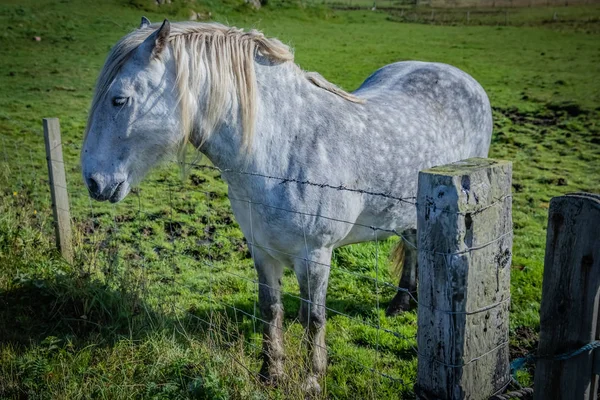 Caballo Montañés Escocia Islas Shetland Reino Unido —  Fotos de Stock