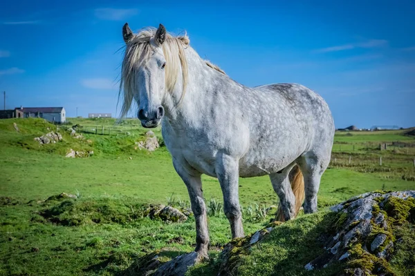 Ορεινή Άλογο Στην Σκωτία Σέτλαντ Ηνωμένο Βασίλειο — Φωτογραφία Αρχείου