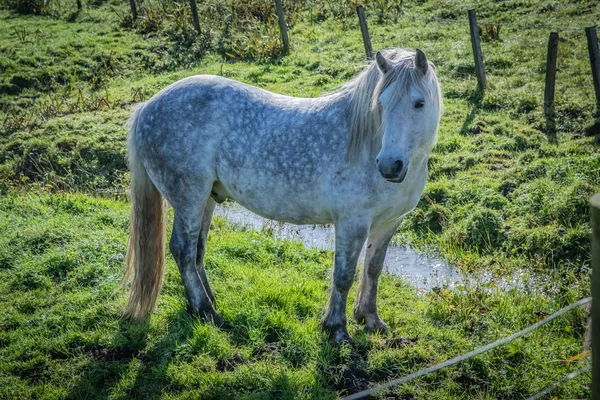 Caballo Montañés Escocia Islas Shetland Reino Unido —  Fotos de Stock