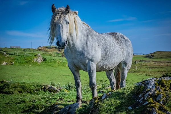 Caballo Montañés Escocia Islas Shetland Reino Unido —  Fotos de Stock