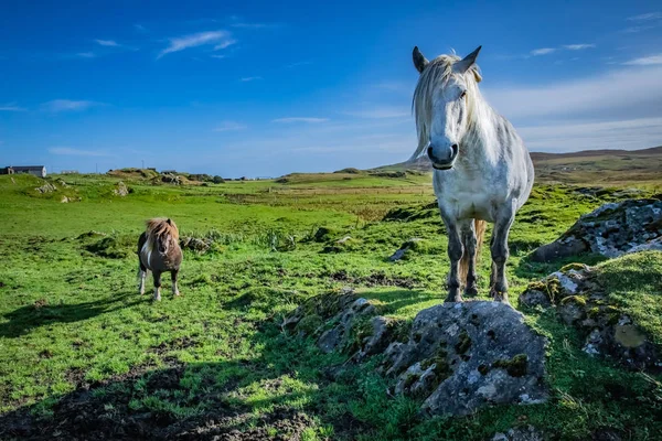 Πόνι Shetland Και Ορεινών Περιοχών Άλογο Στα Νησιά Σέτλαντ Σκωτία — Φωτογραφία Αρχείου