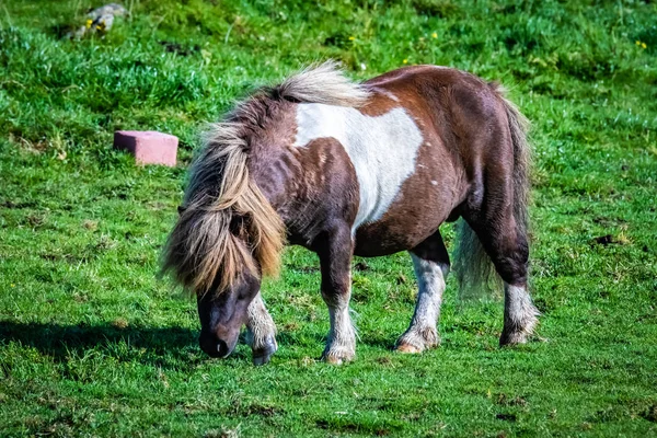 Bardzo Popularne Kuc Szetlandzki Skarpety Kucyk Pony Dance Reklama Telewizyjna — Zdjęcie stockowe