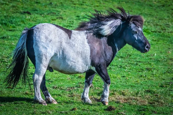 Πόνι Shetland Νησιά Σέτλαντ Σκωτία Ηνωμένο Βασίλειο — Φωτογραφία Αρχείου