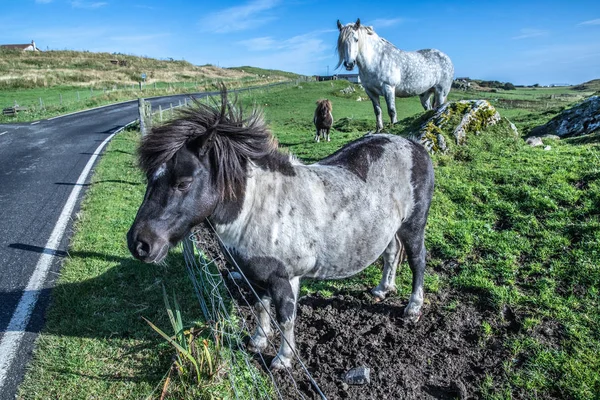 Πόνι Shetland Και Ορεινών Περιοχών Άλογο Στα Νησιά Σέτλαντ Σκωτία — Φωτογραφία Αρχείου