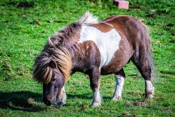 Πολύ Δημοφιλής Πόνι Shetland Κάλτσες Pony Χορού Πόνυ Από Εμπορική — Φωτογραφία Αρχείου