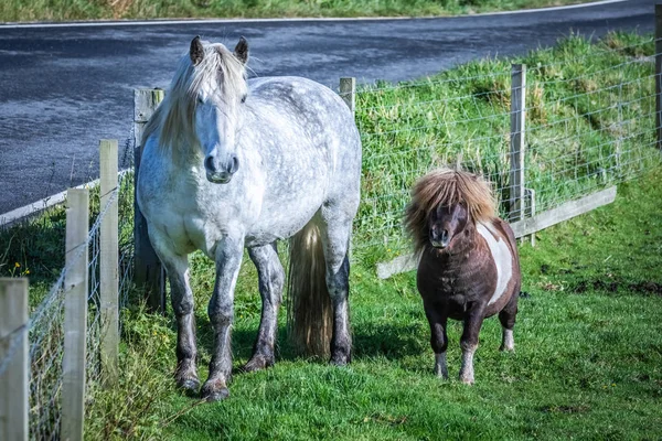 Πολύ Δημοφιλής Πόνι Shetland Κάλτσες Pony Χορού Πόνυ Από Εμπορική — Φωτογραφία Αρχείου