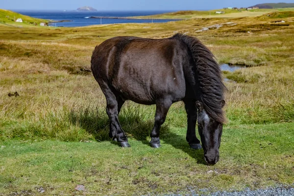 Πόνι Shetland Νησιά Σέτλαντ Σκωτία Ηνωμένο Βασίλειο — Φωτογραφία Αρχείου