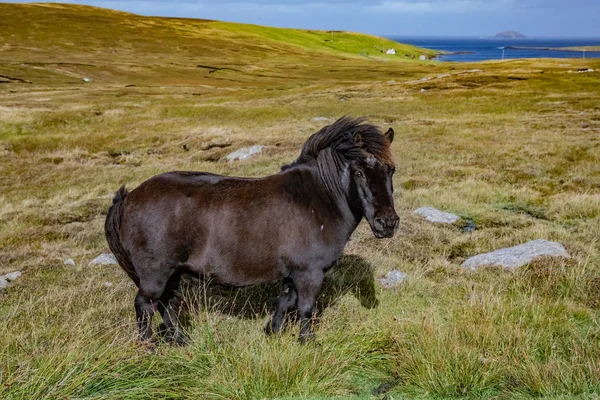 Πόνι Shetland Νησιά Σέτλαντ Σκωτία Ηνωμένο Βασίλειο — Φωτογραφία Αρχείου